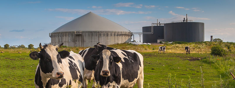 renewable natural gas production sources